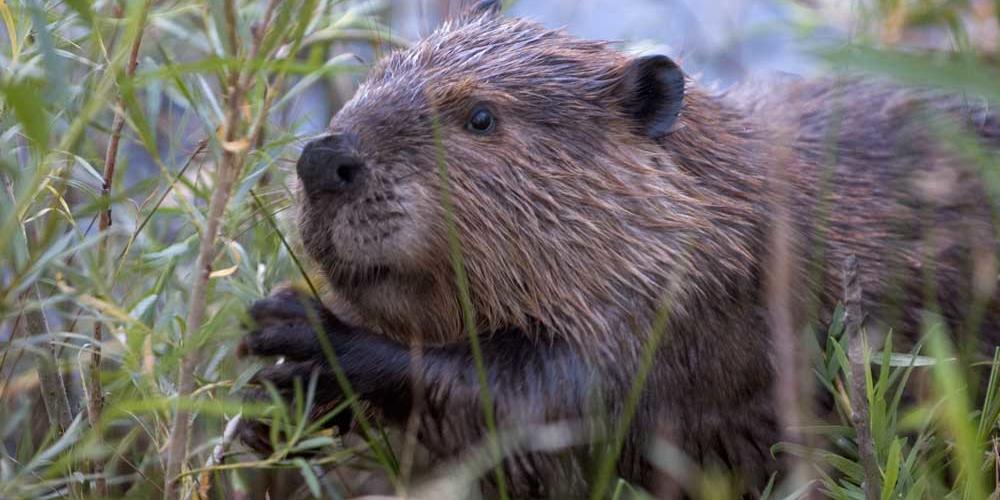 Rare species of rodent discovered near Machu Picchu