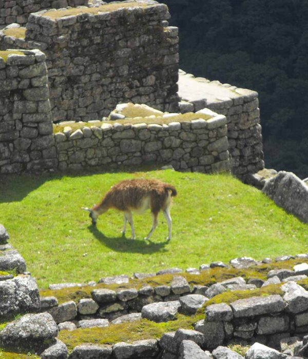 Short-Inca-Trail-2-Days-to-Machu-Picchu-Experience