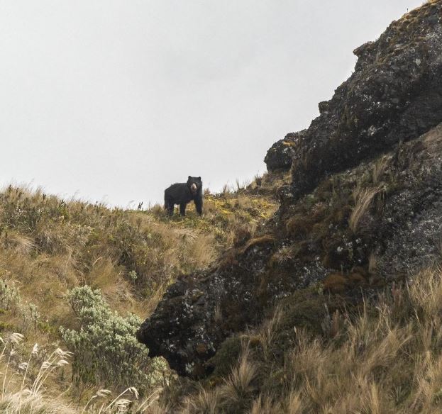 The Trek: Exploring the Andes and Encountering Wildlife