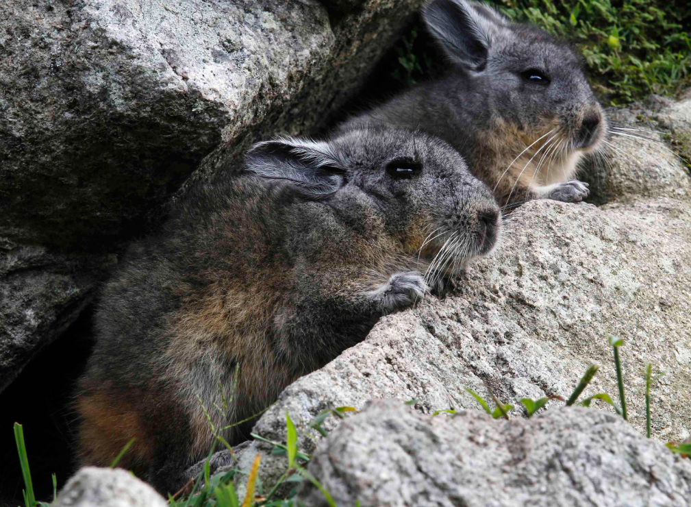 Machu Picchu Animals: Viscachas