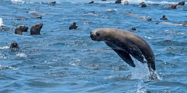 PALOMINO ISLAND TOURS - Imagen 3