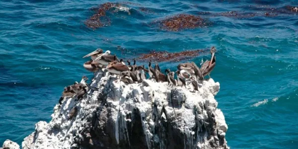 PALOMINO ISLAND TOURS - Imagen 2