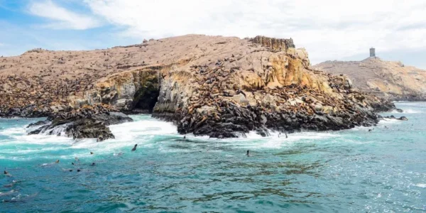 PALOMINO ISLAND TOURS