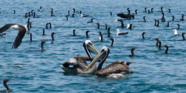 PALOMINO ISLAND TOURS - Imagen 6