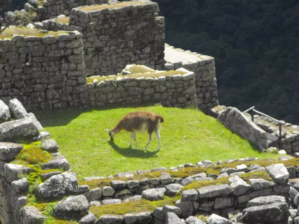 Machu Picchu By Car 2 Days - Imagen 5