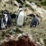 Peru Highlights 11 Days / 10 Nights