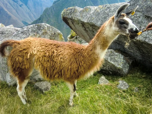 Cusco, Salkantay and Rainbow Mountain 8 Days