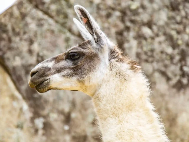 Choquequirao to Machu Picchu Trek 8 Days