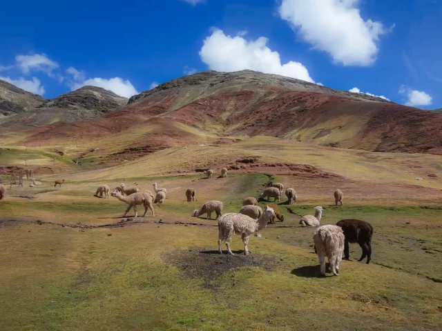 Complete Cusco 8-Day Package