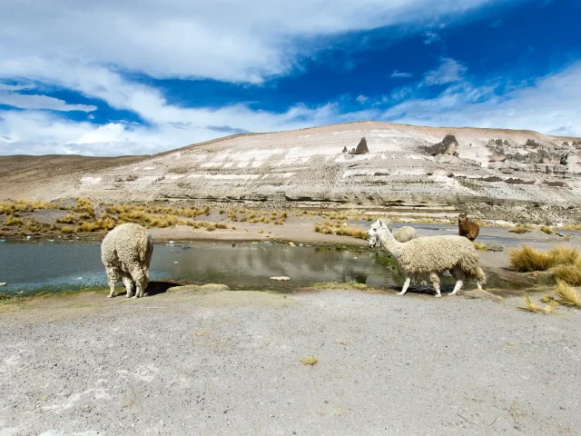 Colca Canyon Trek 3 Days / 2 Nights