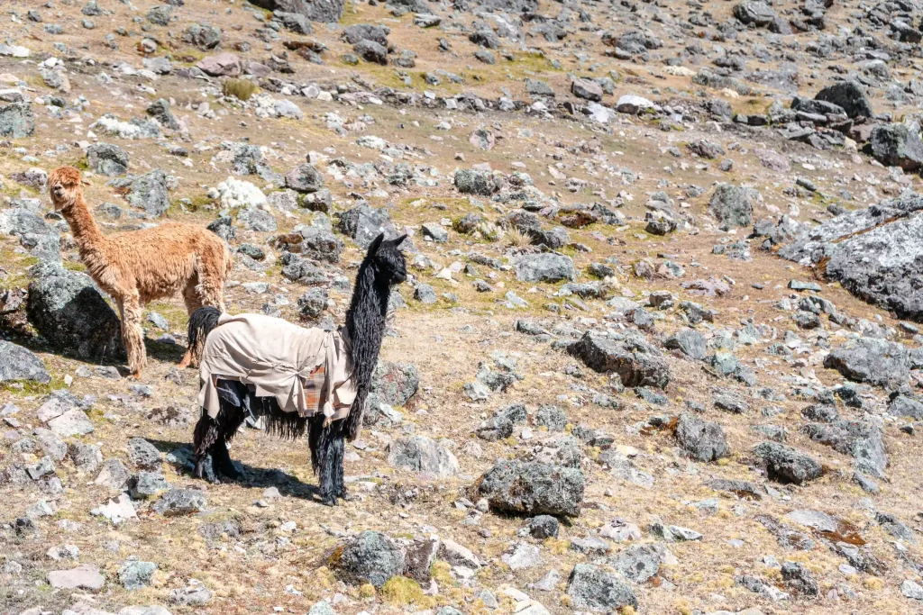 Cusco Tours Treks